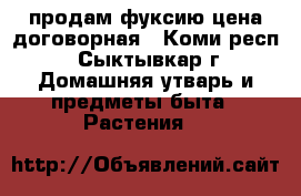 продам фуксию цена договорная - Коми респ., Сыктывкар г. Домашняя утварь и предметы быта » Растения   